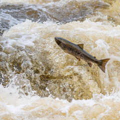Salmon Run. Salmon jumping up Force Falls in Kendal, England returning to their birthplace in the...