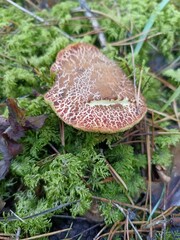 mushroom in the forest