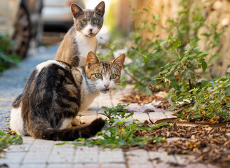 Messina, Italy - May 22, 2024: Two Cats Caught by Surprise in the Heart of Messina.