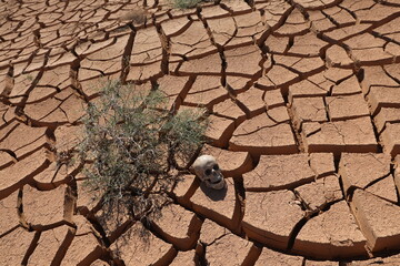 A dummy human skull lies on cracked ground in the steppe due to climate change on the planet.