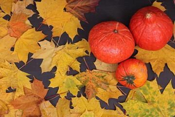 Autumn still life with maple leaves, pumpkins, apples. Harvest, Halloween, Thanksgiving.