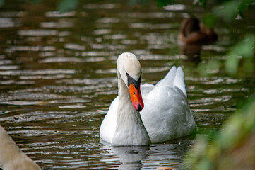 Ein weißer Schwan auf dem Wasser