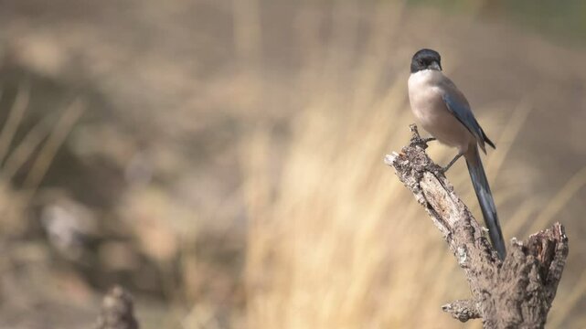 Iberian magpie (Cyanopica cooki) pearched on a branch