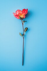 Single Red Rose on Blue Background