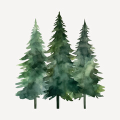 Fototapeta premium Watercolor evergreen tree illustration
