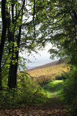 Obraz premium view of trees in the autumnal forest and vineyard on background