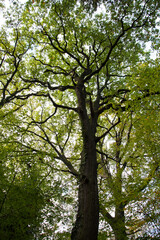 Obraz premium view of beautiful oak tree in the forest