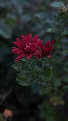 red rose in the garden
