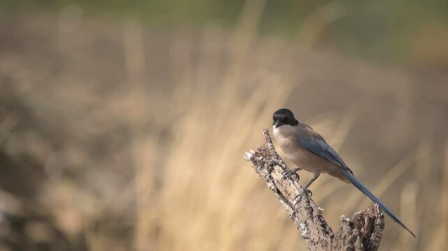 Iberian magpie (Cyanopica cooki) pearched on a branch