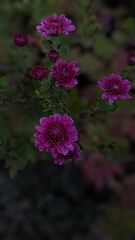 flowers in the garden