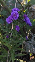 flowers in the field