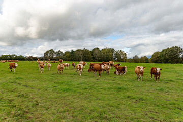 Fototapeta premium Cows grazing in the pasture
