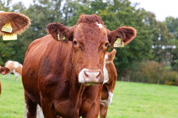 Cows grazing in the pasture