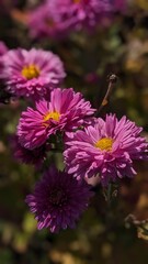 Obraz premium pink flowers in a garden