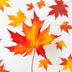 Obraz premium A single red and yellow maple leaf on a white background.
