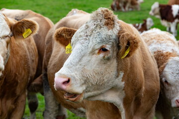 Cows grazing in the pasture