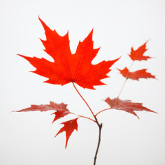 A red maple leaf on a white background.