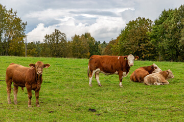 Fototapeta premium Cows grazing in the pasture