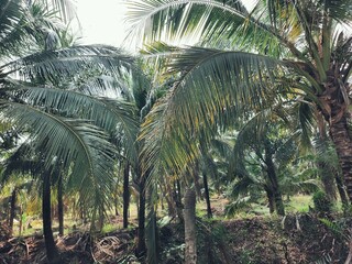 Naklejka premium Tropical coconut tree leaves palm natural