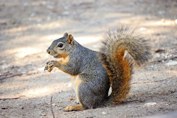 tree squirrel