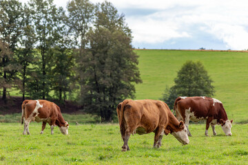 Cows grazing in the pasture