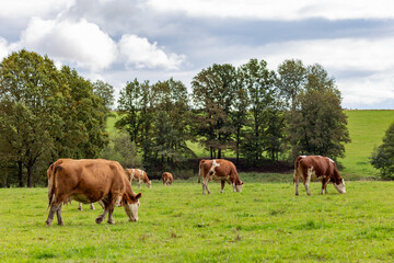 Cows grazing in the pasture