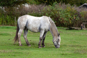 Horses grazing in the pasture.