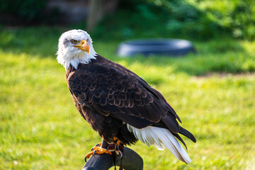 Weißkopf Seeadler das Wappenter der Vereinigten Staaten von Amerika aufgebockt bei einer Flugschau