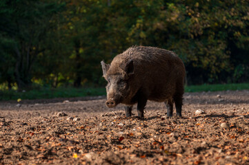 Ein Wildschwein auf einer Waldlichtung im Herbst