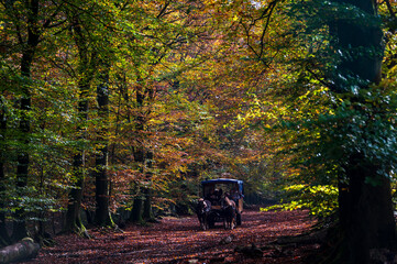 Herbstlicher Wald in bunten Farben, ein Pferdefuhrwerk auf dem Waldweg