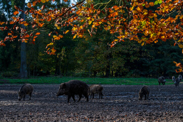 Eine Wildschweinrotte auf einer herbstlichen Waldlichtung