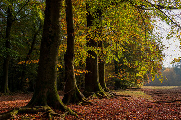 Herbstlicher Wald in bunten Farben mit Baumallee