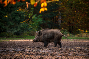 Wildschweine, ein Eber mit seinem Harem auf einer Waldlichtung im Herbst