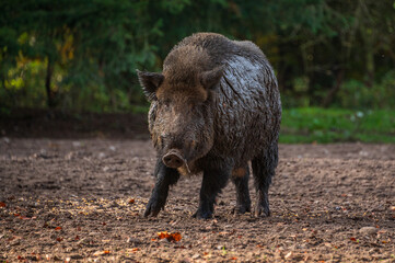 Wildschweine, ein Eber mit seinem Harem auf einer Waldlichtung im Herbst