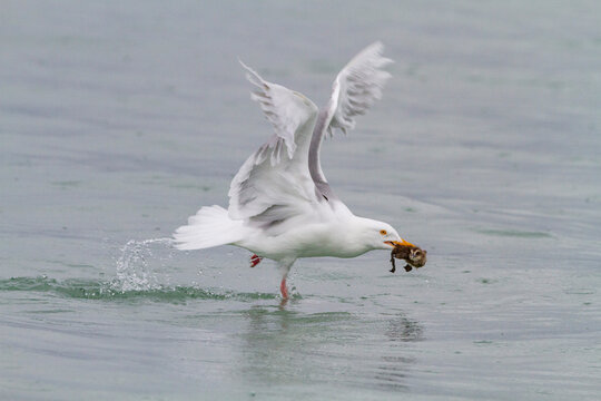 Adult glaucous gull (Larus hyperboreus) eating common eider duckling (Somateria mollissima) in Svalbard, Norway, Arctic, Europe