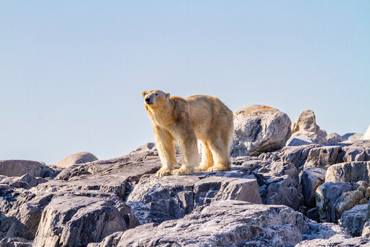 An old, emaciated adult male polar bear (Ursus maritimus) desperately searching for food in the Svalbard Archipelago, Norway, Arctic, Europe