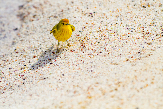 Adult yellow warbler (Dendroica petechia aureola) in the Galapagos Island Archipelago, UNESCO World Heritage Site, Ecuador, South America