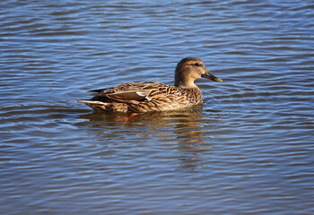 Fototapeta premium duck on the water
