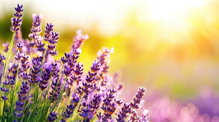 Beautiful lavender blossoms radiate softly in the golden light of the setting sun, creating a dreamy and tranquil mood, perfect for themes of nature, aromatherapy, and beauty.