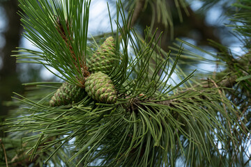 Fototapeta premium Close-up view of green pine cones and needles on a pine tree branch during a sunny afternoon in a forested area