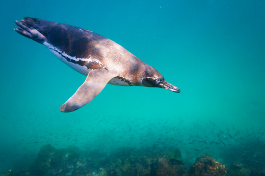 Galapagos penguin (Spheniscus mendiculus) feeding underwater on small baitfish in the Galapagos Islands, UNESCO World Heritage Site, Ecuador, South America