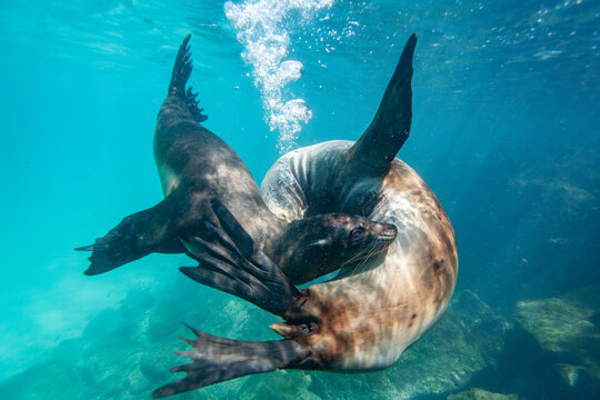 Young Galapagos sea lions (Zalophus wollebaeki) at play underwater in the Galapagos Island Archipelago, UNESCO World Heritage Site, Ecuador, South America