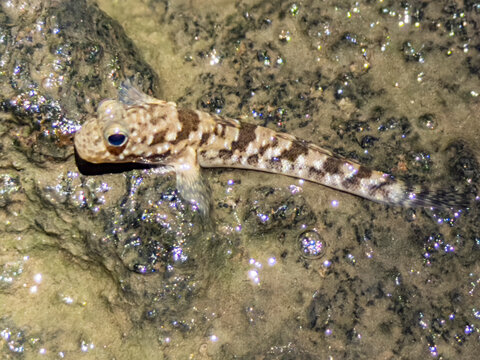 Adult barred mudskipper (Periophthalmus argentitineatus), at night on the Volivoli Resort grounds on Viti Levu, Fiji, South Pacific, Pacific