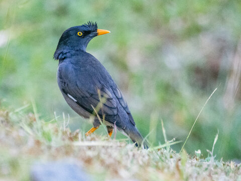Jungle myna (Acridotheres fuscus), looking for water at the Volivoli Resort grounds on Viti Levu, Fiji, South Pacific, Pacific
