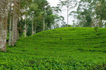 a view of a green tea plantation