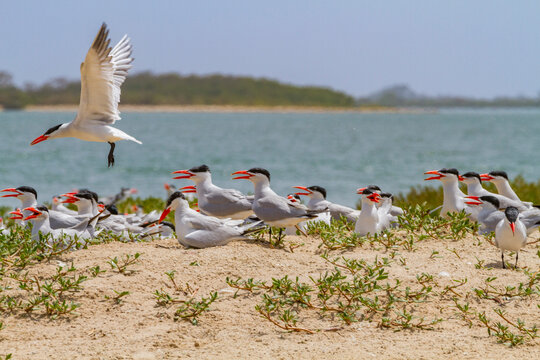 Caspian Terns (Hydroprogne caspia) at breeding colony on Ile des Oiseaux in the Parc National du Delta du Saloum, UNESCO World Heritage Site, Senegal, West Africa, Africa