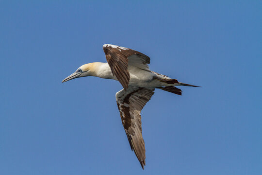 Young northern gannet (Morus bassanus) in flight near Ile des Oiseaux in the Parc National du Delta du Saloum, UNESCO World Heritage Site, Senegal, West Africa, Africa