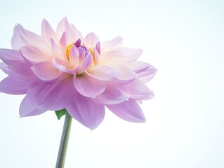 Fototapeta premium A close-up of a delicate pink lotus flower against a soft, light background.
