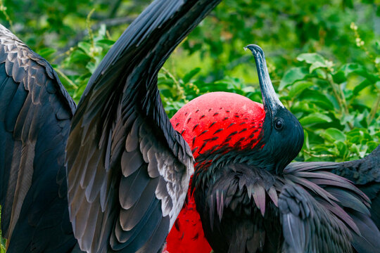 Male Great frigatebird (Fregata minor) in breeding plumage with red gular pouch, on North Seymour Island, Galapagos Islands, UNESCO World Heritage Site, Ecaudor, South America
