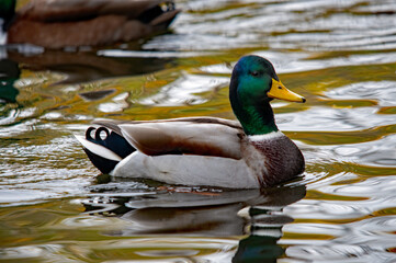 Erpel schwimmt auf dem Wasser